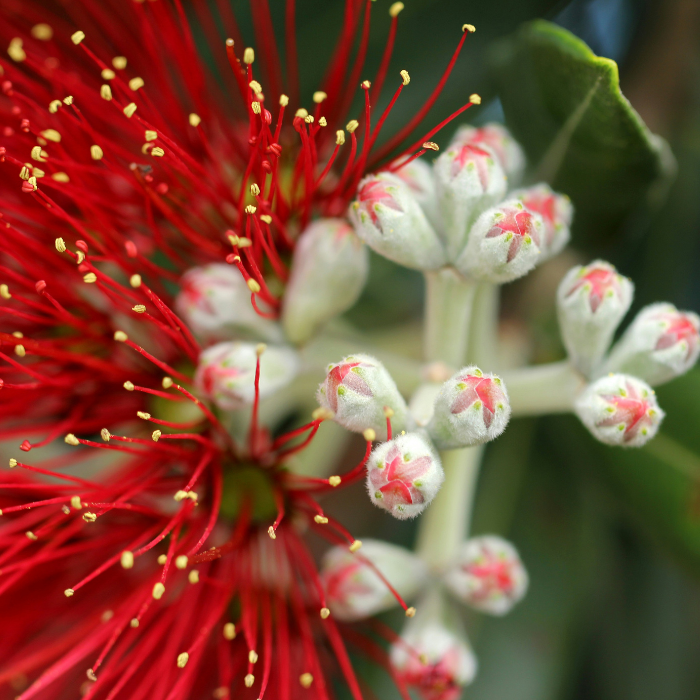 Pohutukawa - NZ Native Plants