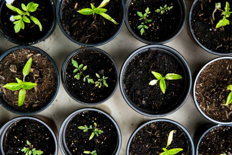 Seedlings Organic Growing tips